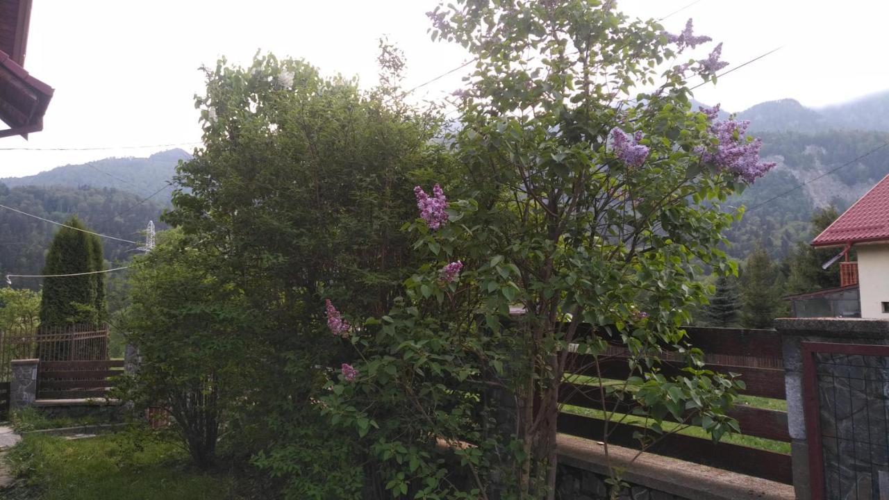 Poiana Dintre Brazi Chalet, Bucegi Panorama Синая Екстериор снимка